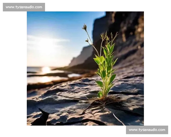 黑马逆袭震撼市场展现非凡实力与潜力新生力量